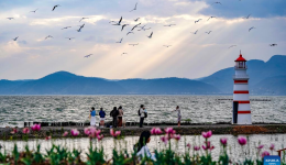 Spring scenery of Dianchi Lake attracts tourists in SW China's Yunnan