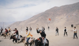 Tibetan New Year's Joy: Yak Racing Thrills on the Third Day