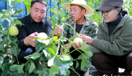 Smart system powers plateau farming in Lhasa, SW China's Xizang