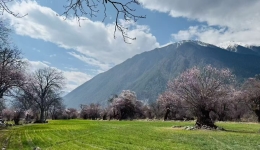 Peach blossoms blanket the plateau as Nyingchi welcomes the spring tourism season