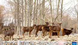 White-lipped deer population increases in Xizang as ecological environment improves