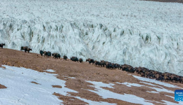 World Day for Glaciers: Wild yaks at Zangser Kangri Glacier in China's Xizang