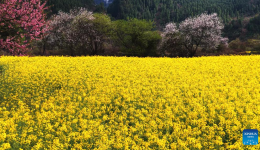 Rapeseed flowers, peach flowers in full bloom in Bomi County of China's Xizang