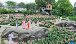 Flower-themed scenic areas drive rural tourism in Chongqing's village