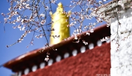 西藏拉萨：帕邦喀寺的桃花开了