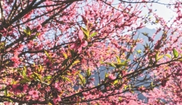 春光作笔，绘就“花经济”