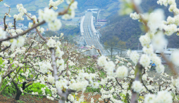 茂县川青铁路沿线“春日经济”正当时