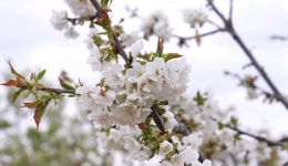 花开枝头春意浓！木里车厘子开出致富花