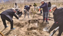 དཔྱིད་དཔལ་ལ་བསྒྲོན་པའི་རམ་དཀྲོལ་རོལ་དབྱངས།
—— 2026ལོའི་ལྷ་སའི་དཔྱིད་དུས་འོས་འགན་ཤིང་འཛུགས་བྱེད་སྒོའི་ཟུར་བྲིས།