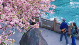 春假清明双叠加 四川文旅市场迎客流高峰