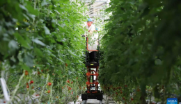 Economic Watch: China's agricultural technology makes leap forward in going global