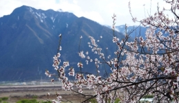 【西藏·赴春约】当追花人遇见雪域桃林：万亩花海盘活乡村振兴