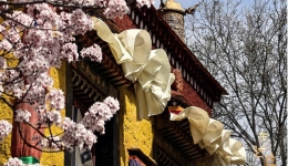 Spring blossoms bloom beneath Potala Palace