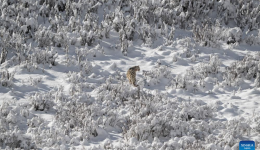 Snow leopard pictured at Lianbao Yeze scenic area in China's Sichuan