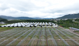 雪域育珍贝 实干惠民生 ——迪庆州以正确政绩观推动川贝母产业高质量发展纪实