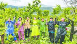 茂县早春莴笋喜获丰收