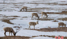 Annual Tibetan antelope migration begins in China's Hoh Xil Reserve