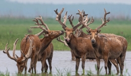 China sees continued rise in wild populations of endangered species