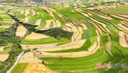 一粒青稞的链式跃迁——甘南州推动青稞全产业链升级提质