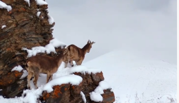 雪中西藏矮岩羊