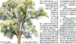 一棵古树名木 一部绿色史书——盘点青海省古树名木总家底、守护高原绿色活化石