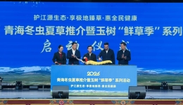 青海冬虫夏草推介联动玉树“鲜草季”系列活动首次在玉树举办