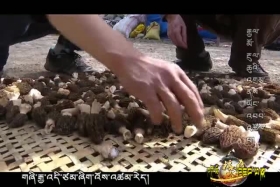 རྒྱལ་མོ་རྔུལ་ཆུའི་འགྲམ་ནས་ཡོང་འབབ་འཚོལ་བ།