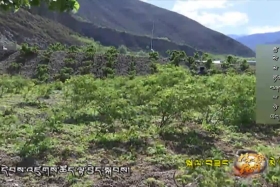 རྒྱ་སེ་མེ་ཏོག་བཞད་ལ་ཉེ་ཡོད།