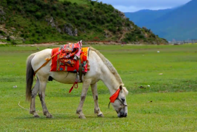 ཁམས་པའི་དགའ་ཚལ། ༼བོད་སྐད། ༢༠.༤.༡༣༽