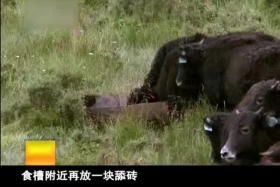 ༄༅།། ཚན་རིག་ཡོན་ཏན།༼༠༧.༠༣༽