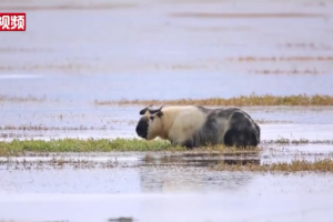 Rare takin spotted in Gansu