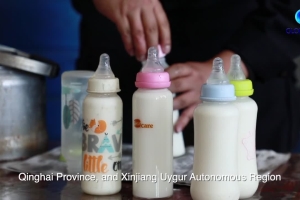 Tibetan antelopes kindergarten in Hoh Xil