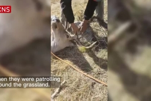 Deer trapped in grassland fences rescued in Qinghai