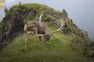 Snow leopards and their neighbors show up in NW China's Qinghai