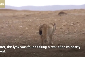 Rare footage of lynx feasting on antelope in NW China