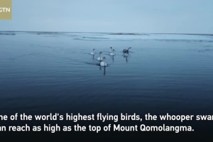 Whooper swans spend winter in SW China's Ruoergai Grassland