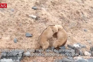 Two marmots seen fighting in grassland in Qinghai