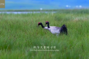 Aba Series | Episode 3: Baby cranes