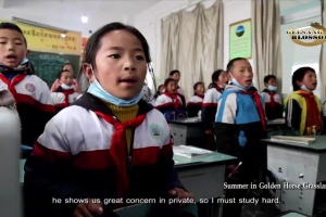 Summer in Golden Horse Grassland