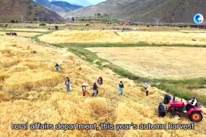 China's Tibet takes measures to ensure autumn harvest amid COVID-19