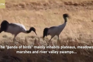 Rare black-necked cranes start winter migration from NE China