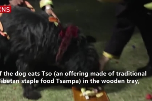 Tibetans treat dogs with fancy dinner to celebrate Gongbo New Year