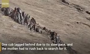 Heartwarming moments between a brown bear mother and her cubs