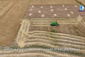 GLOBALink | Vlog- How small crop develops into big industry in China's Tibet