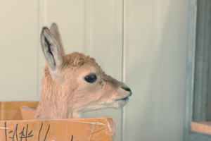 How to feed a baby Przewalski's gazalle