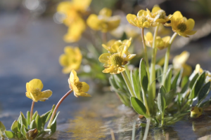 Mountainous Qinghai Series | Episode 5: Blooming in the cold