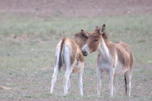 Mountainous Qinghai Series | Episode 8: Season for love