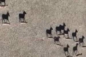 Stunning aerial footage of kiangs in Tibet