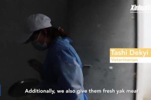 A lucky encounter- Two Pallas's cat cubs rescued in Tibet