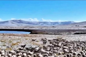 Winter makes a fairyland in Zoige County, Aba